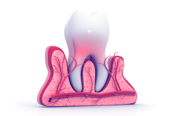 visualization of a root canal